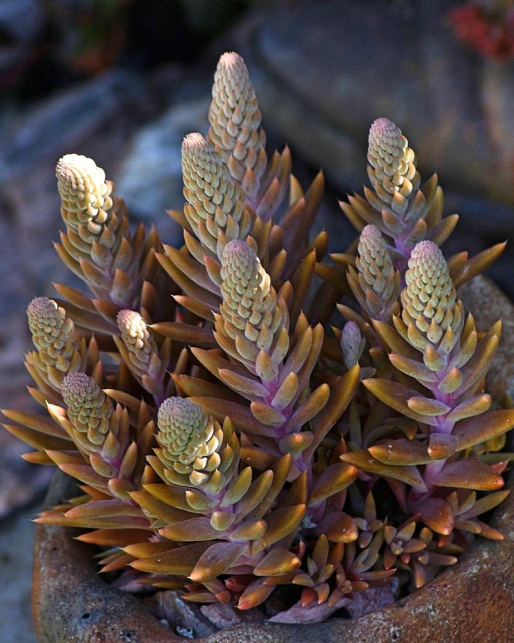 Orostachys fimbriata