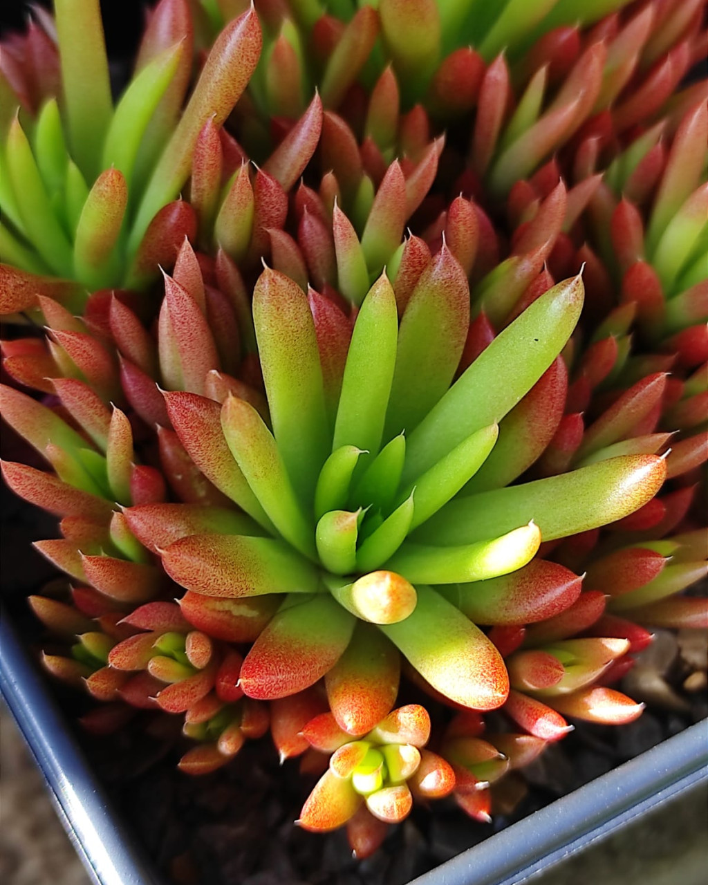 Orostachys japonica