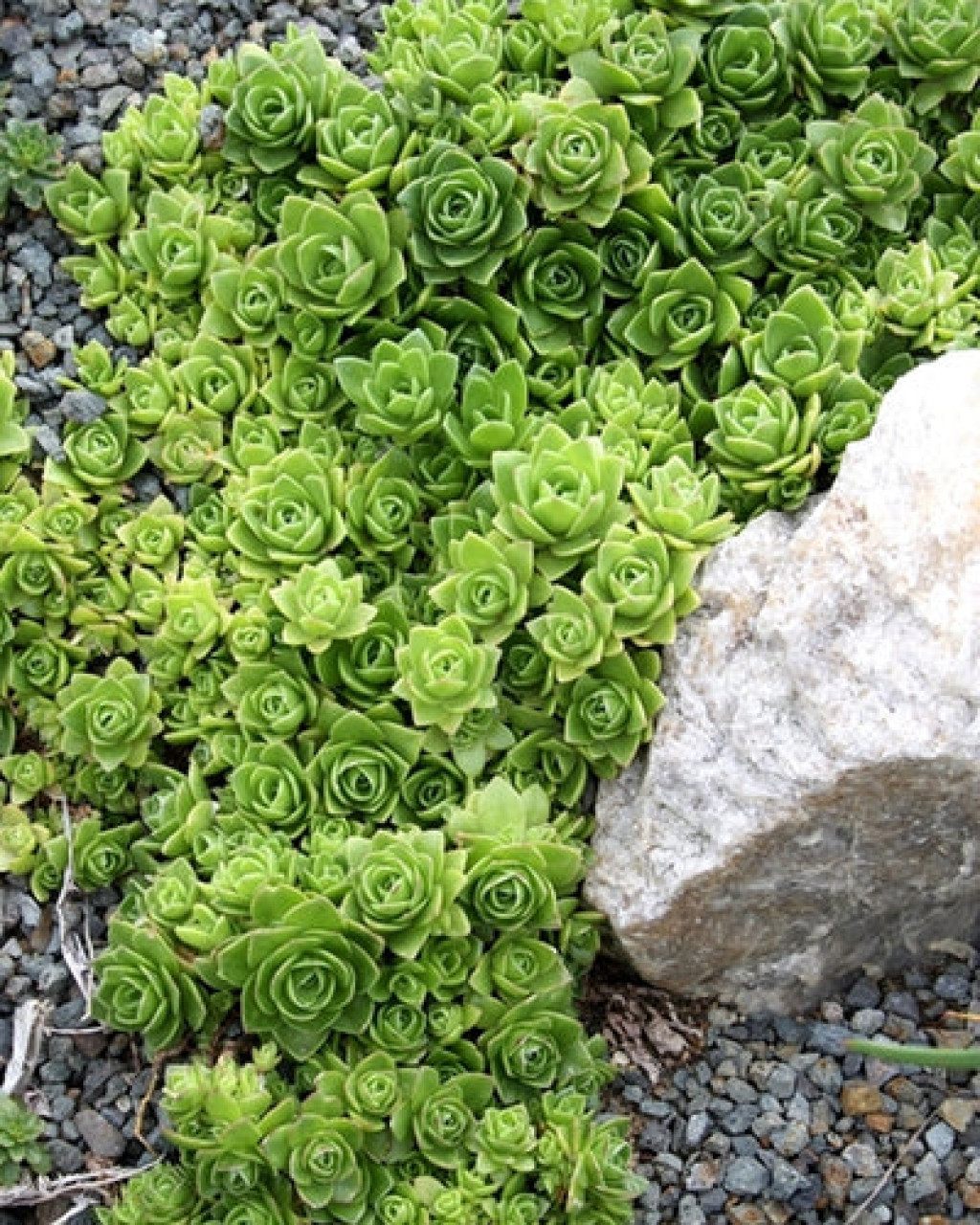 Orostachys malacophylla