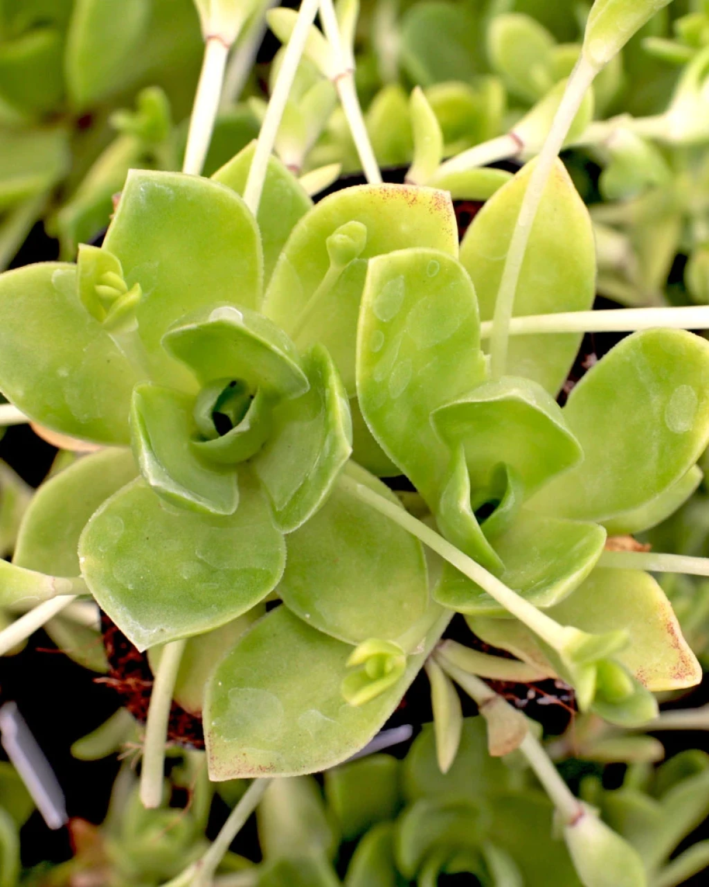 Orostachys malacophylla var. aggregata