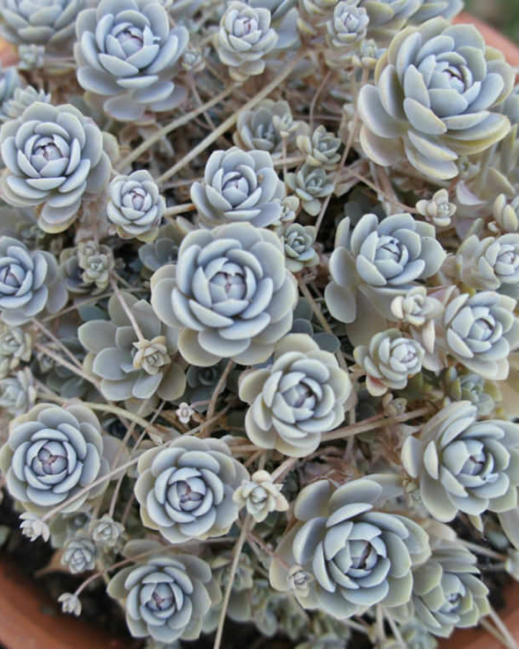 Orostachys malacophylla var. iwarenge