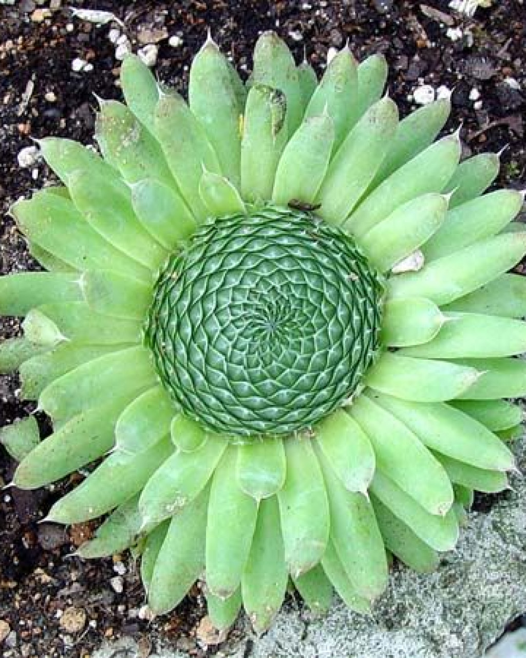 Orostachys spinosa