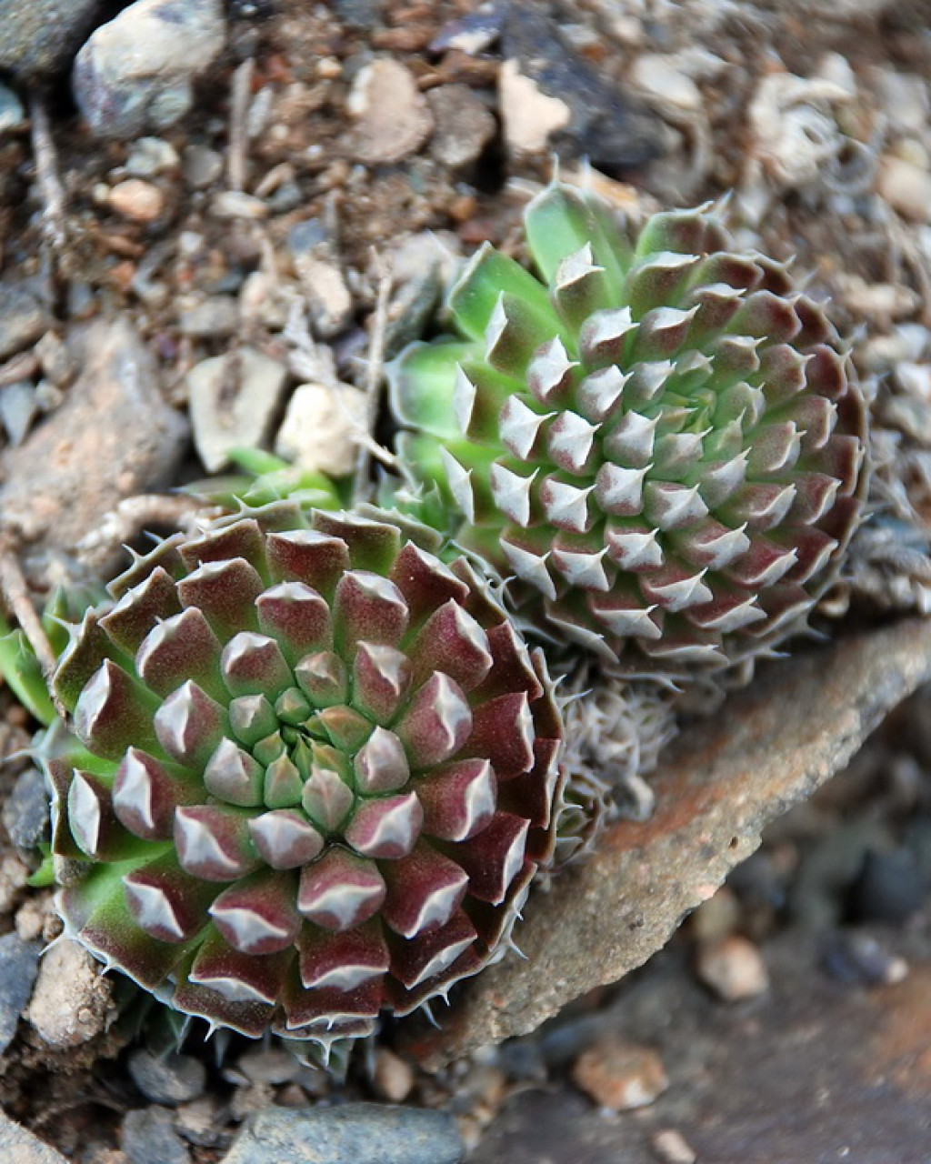 Orostachys thyrsiflora