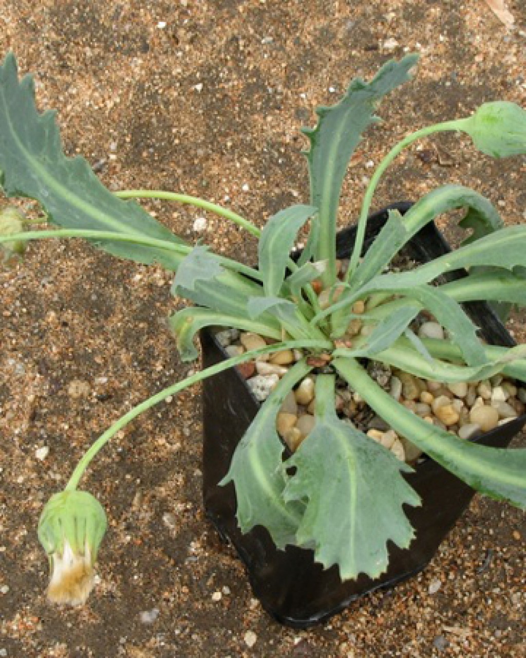 Othonna Auriculifolia