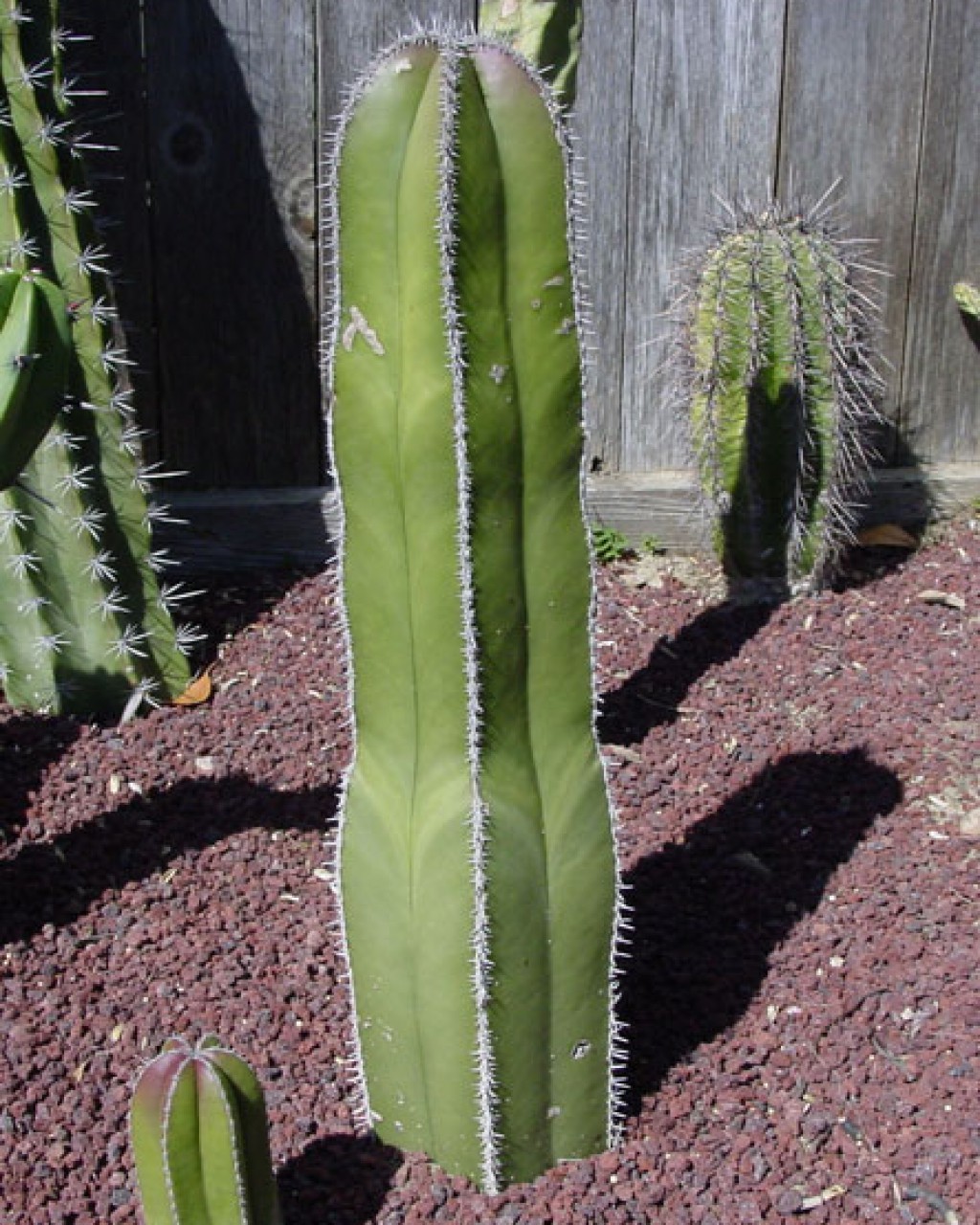 Pachycereus Marginatus