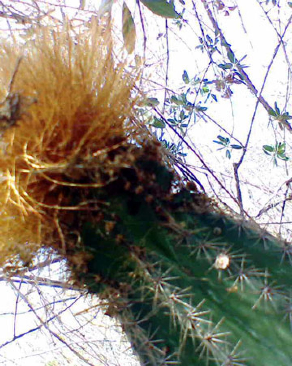Pachycereus Militaris