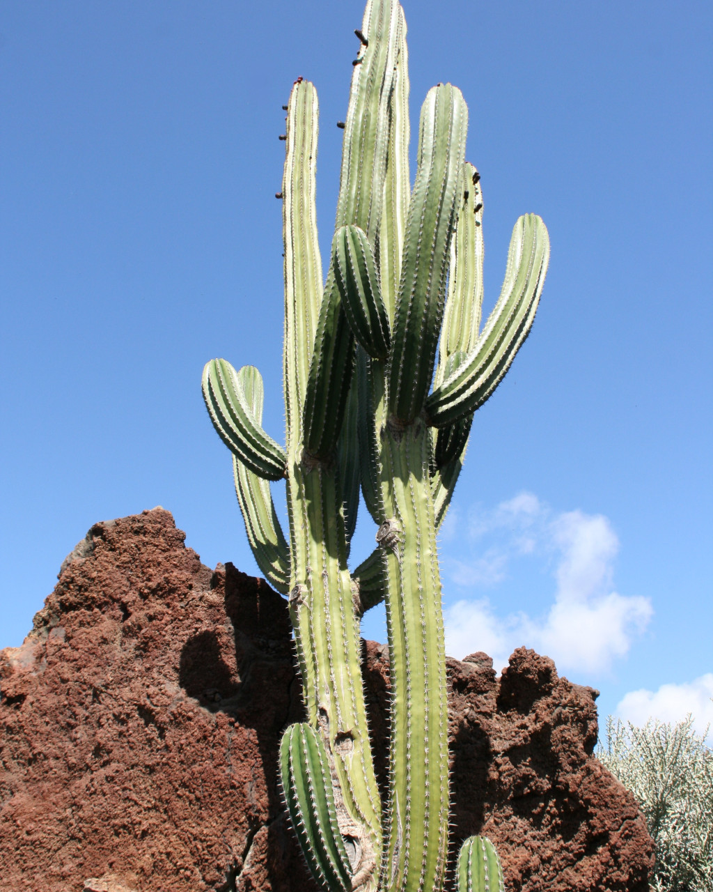 Pachycereus pecten-aboriginum