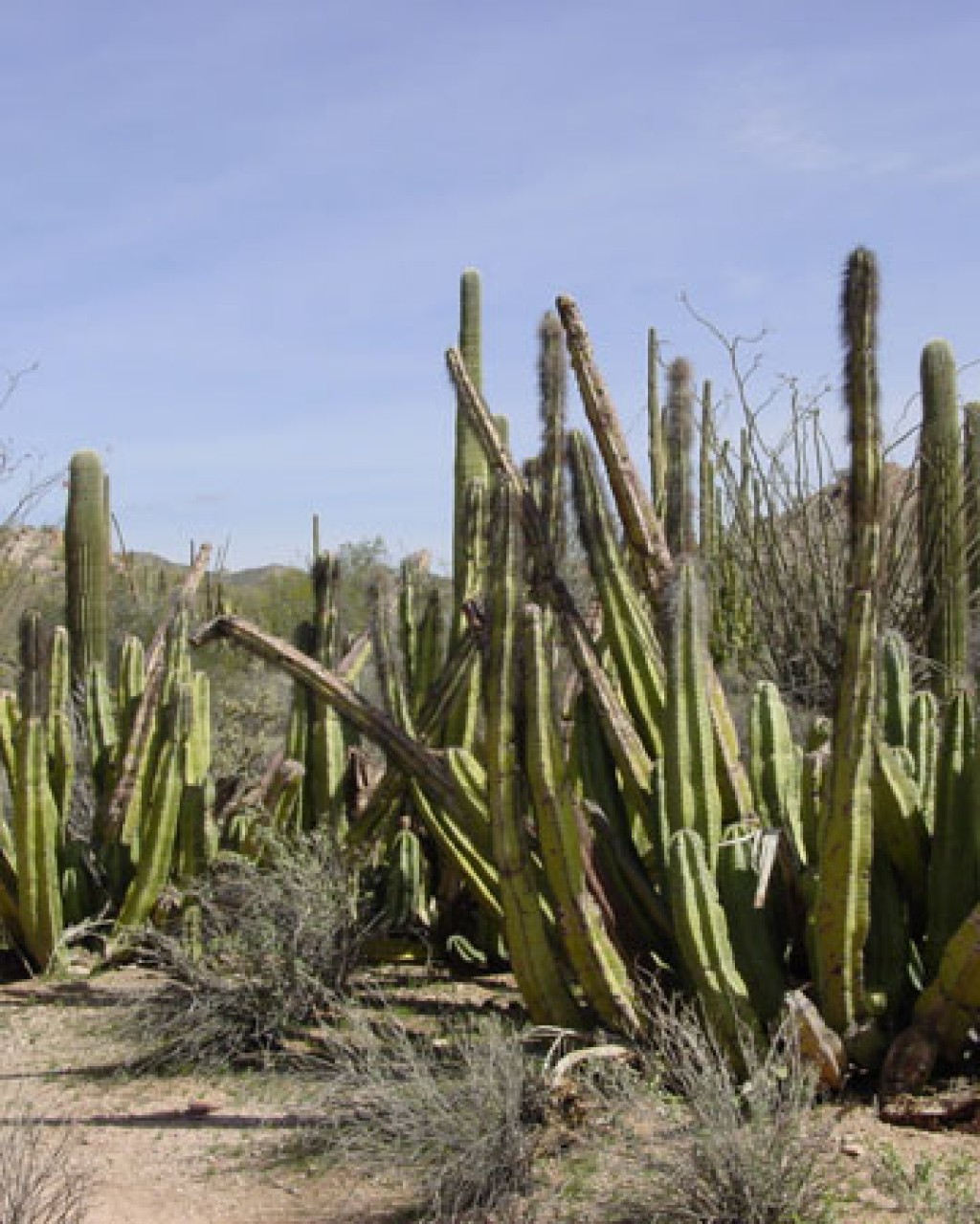 Pachycereus Schottii