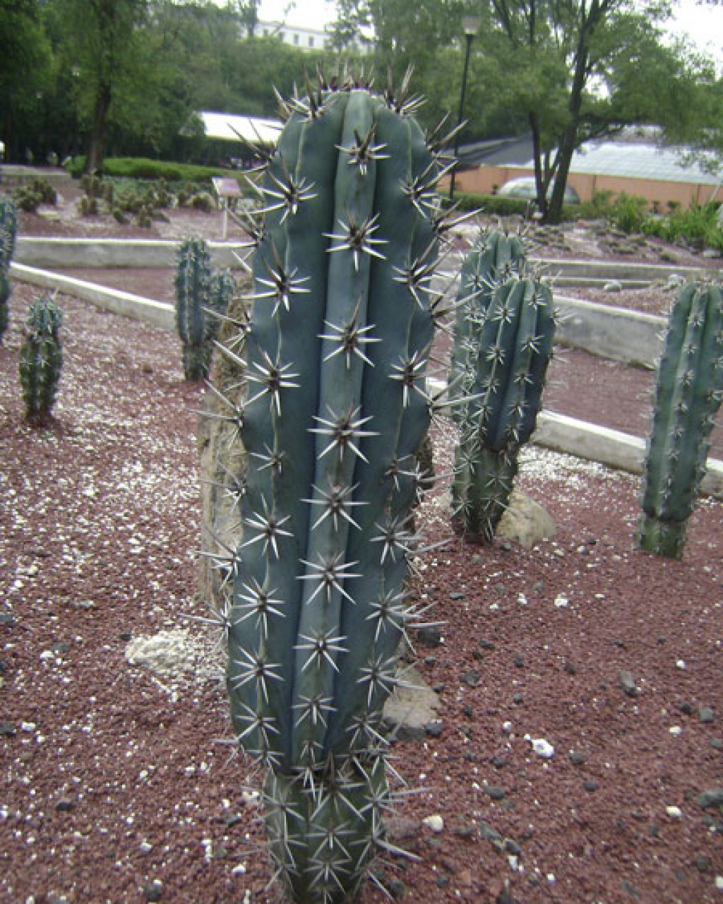 Pachycereus Tepamo