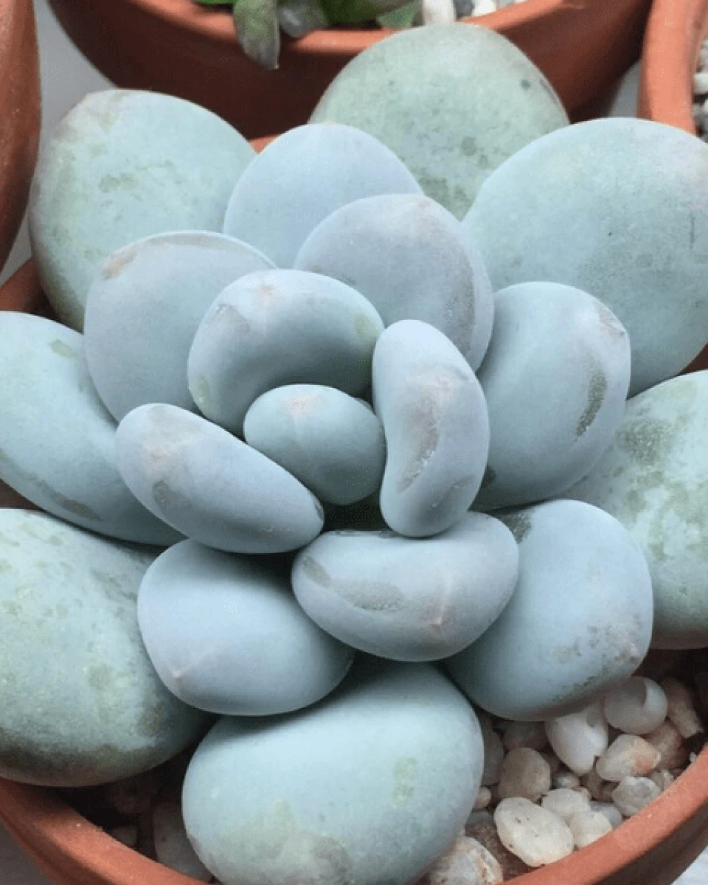 Pachyphytum 'Blue Haze'