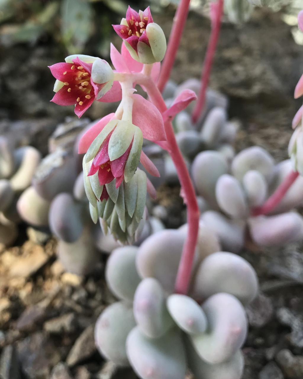 Pachyphytum bracteosum