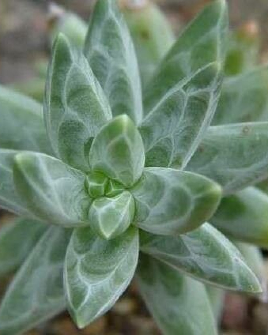 Pachyphytum brevifolium