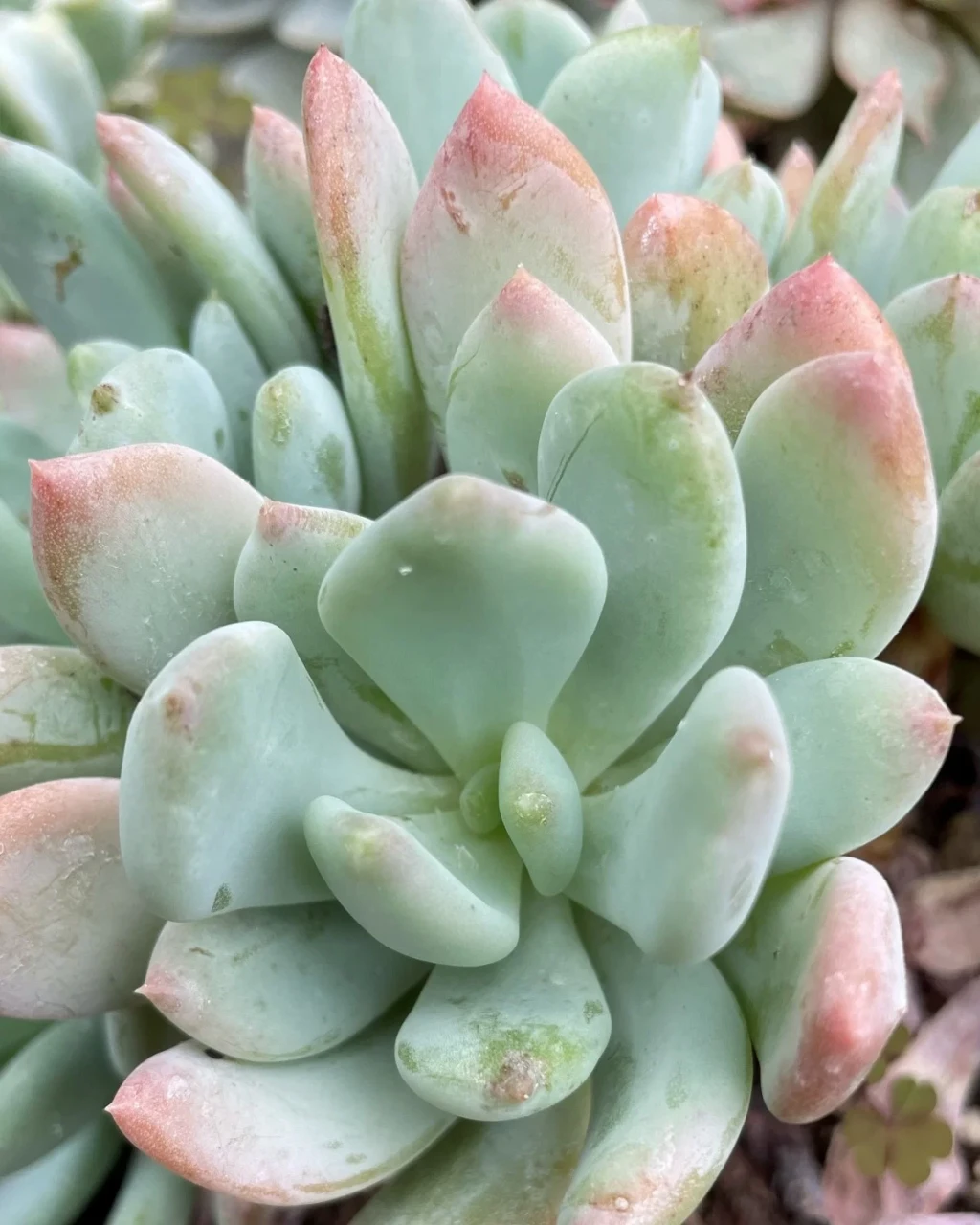 Pachyphytum caesium