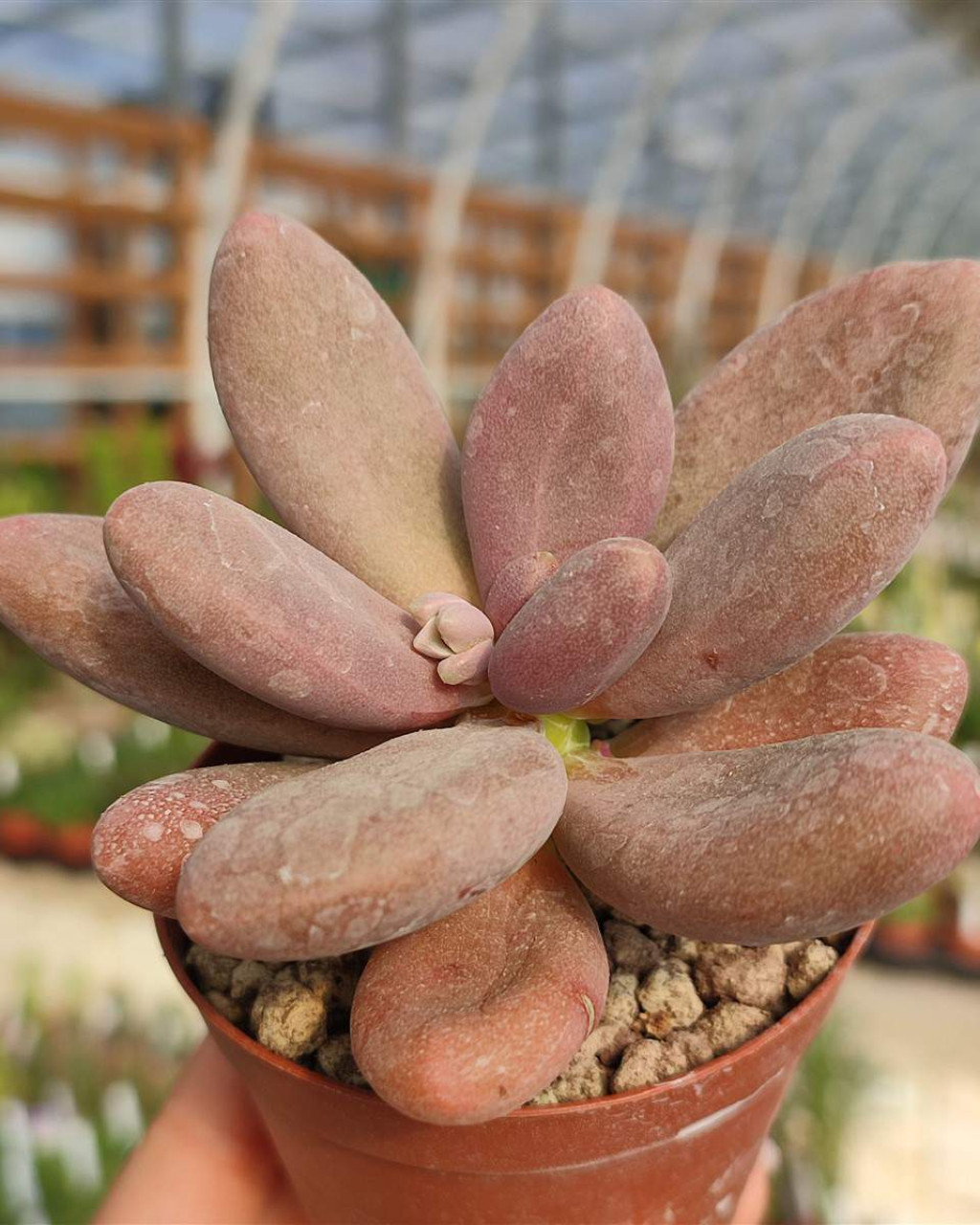 Pachyphytum 'Captain Jessop'