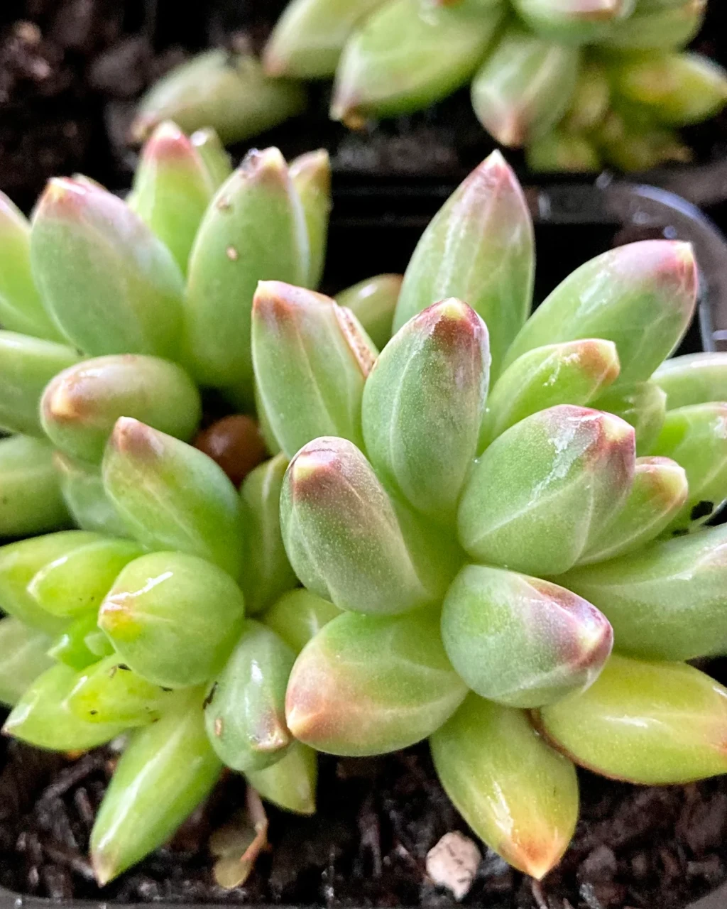 Pachyphytum 'Chiseled Stones'