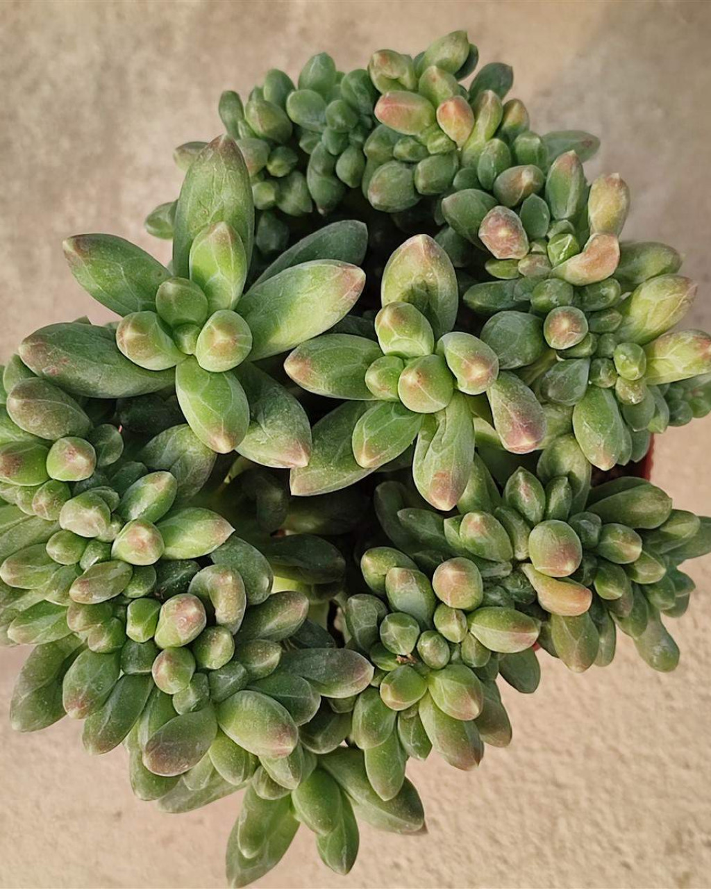 Pachyphytum 'Chiseled Stones Crested'