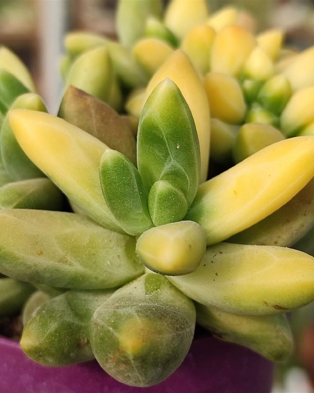 Pachyphytum 'Chiseled Stones' f. variegata