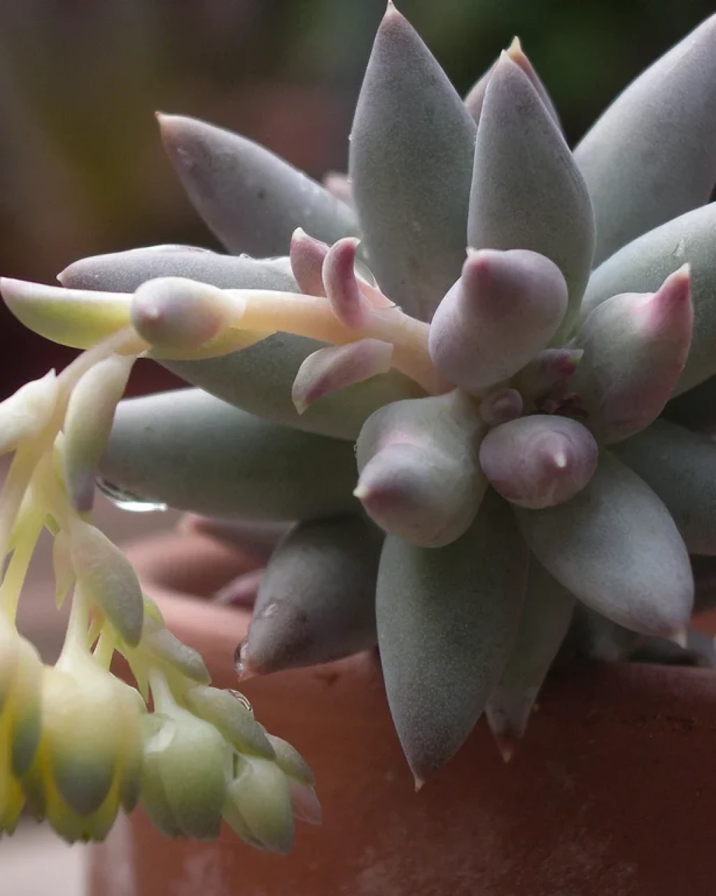 Pachyphytum coeruleum