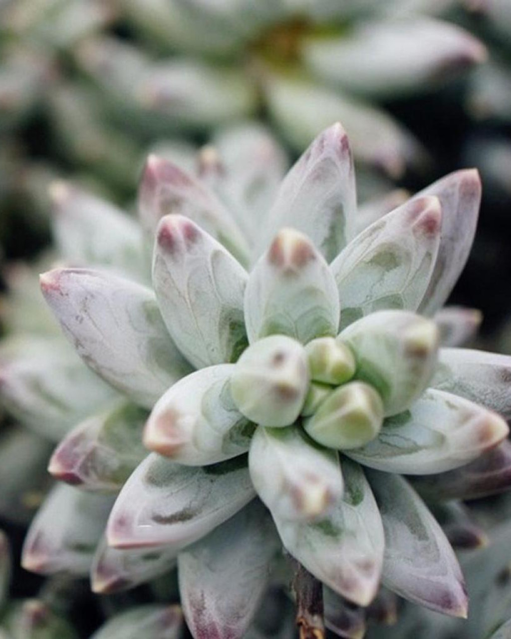 Pachyphytum compactum