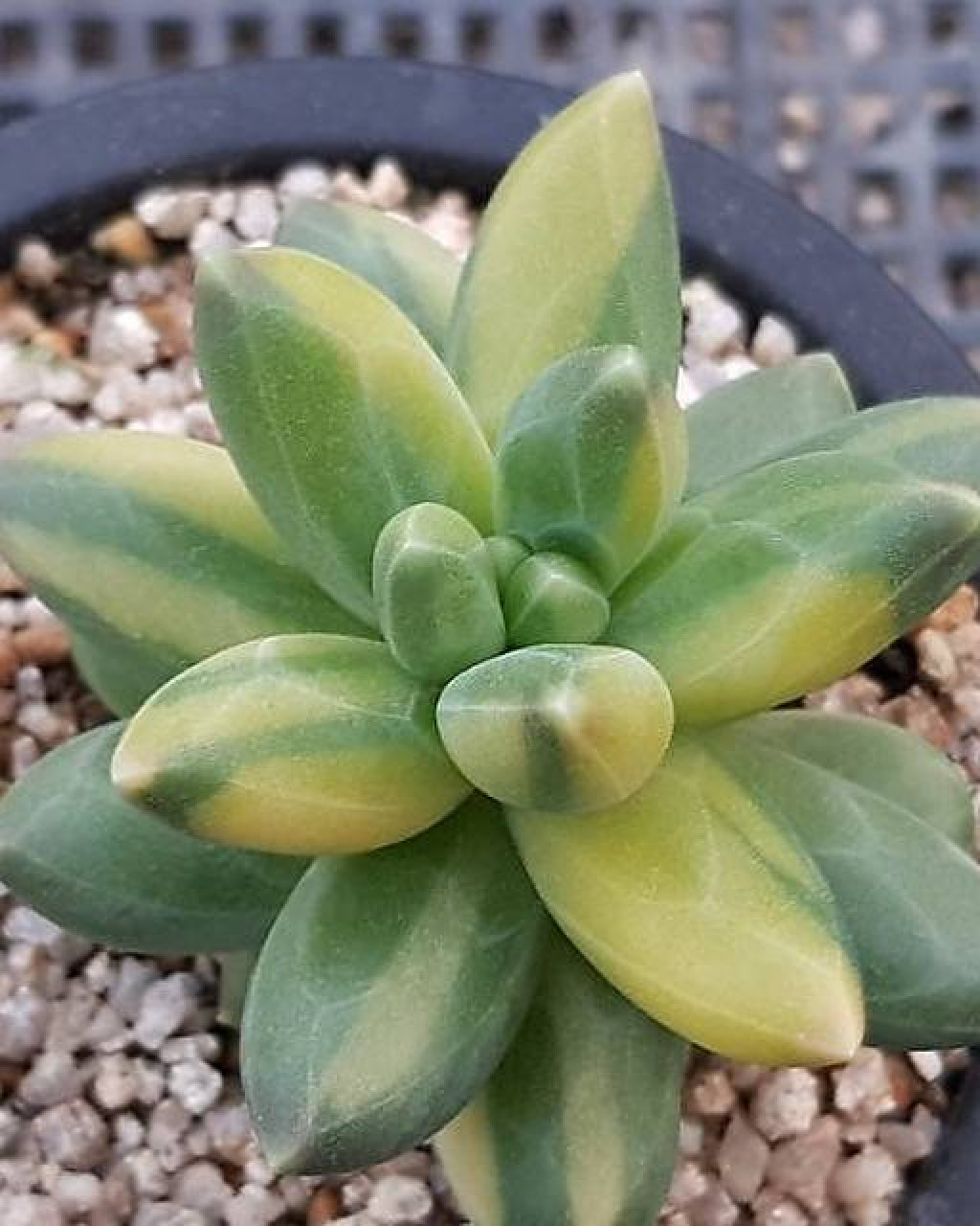 Pachyphytum compactum 'Variegatum'