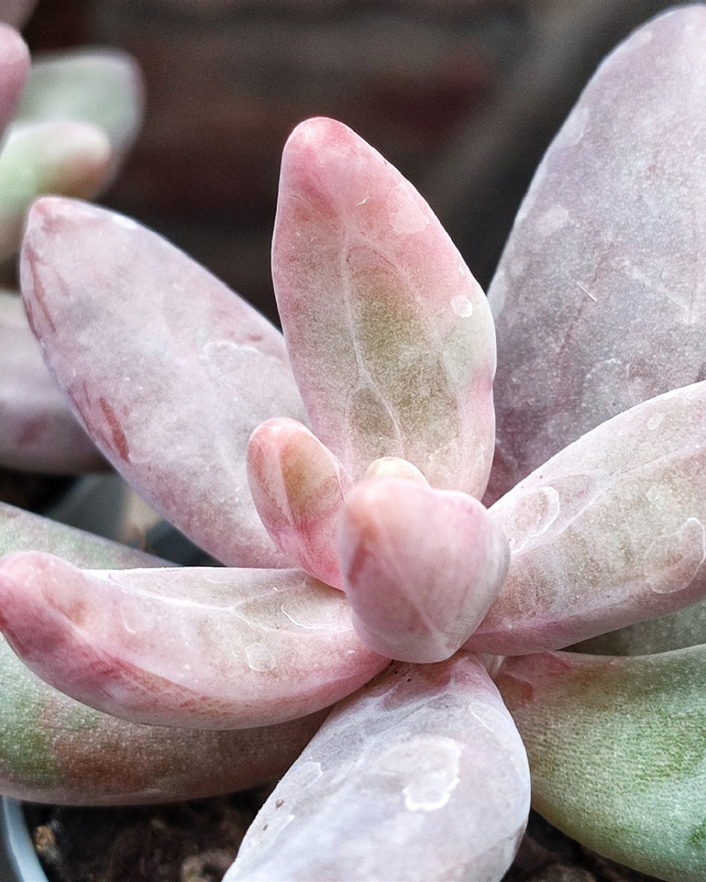 Pachyphytum fittkaui