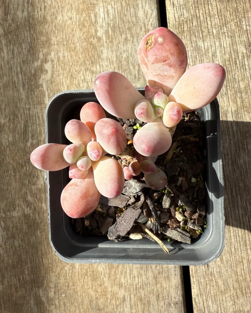 Pachyphytum garciae