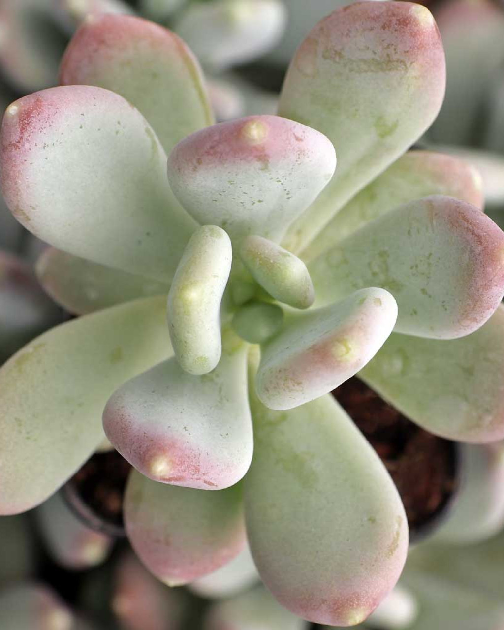 Pachyphytum glutinicaule