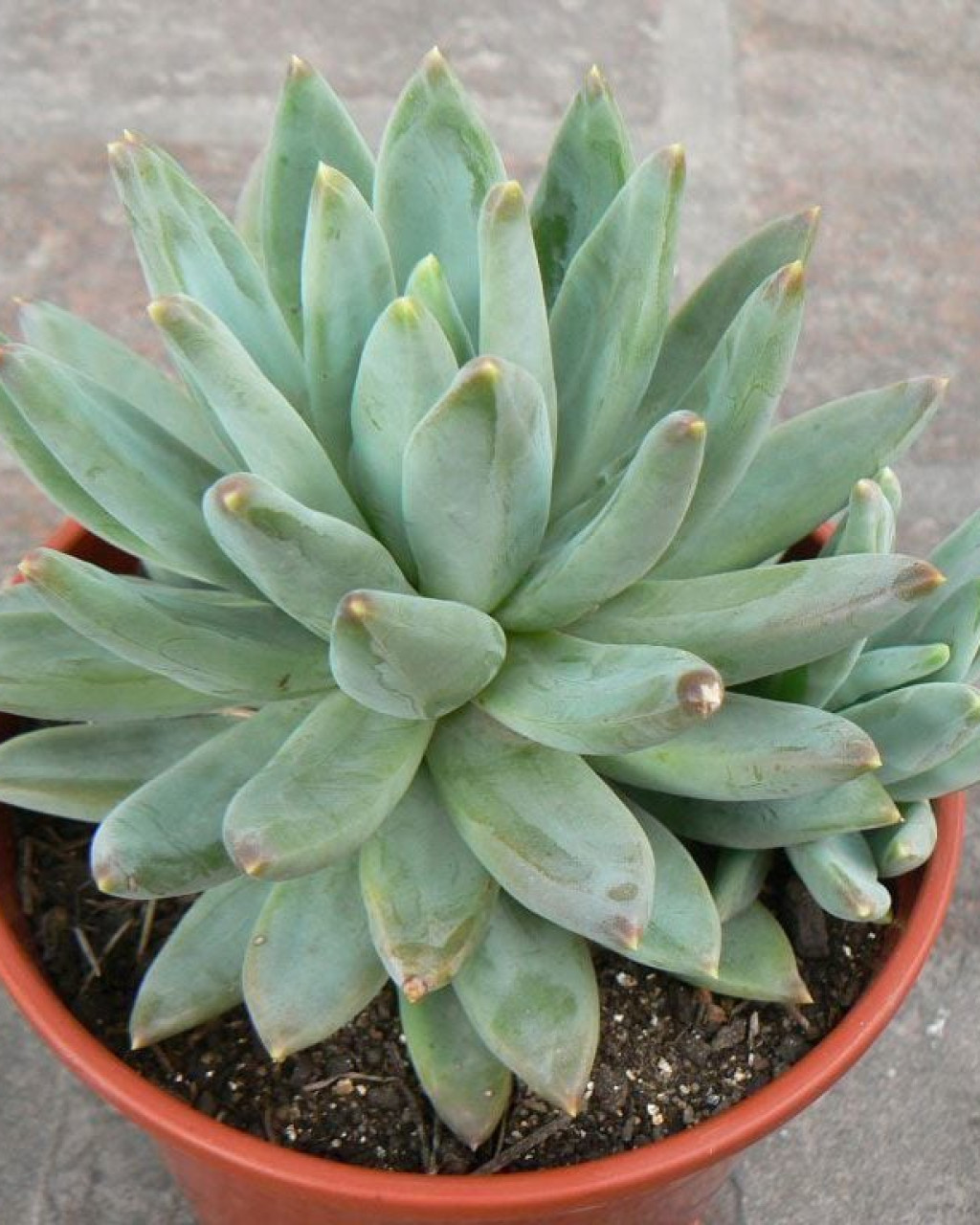 Pachyphytum hookeri