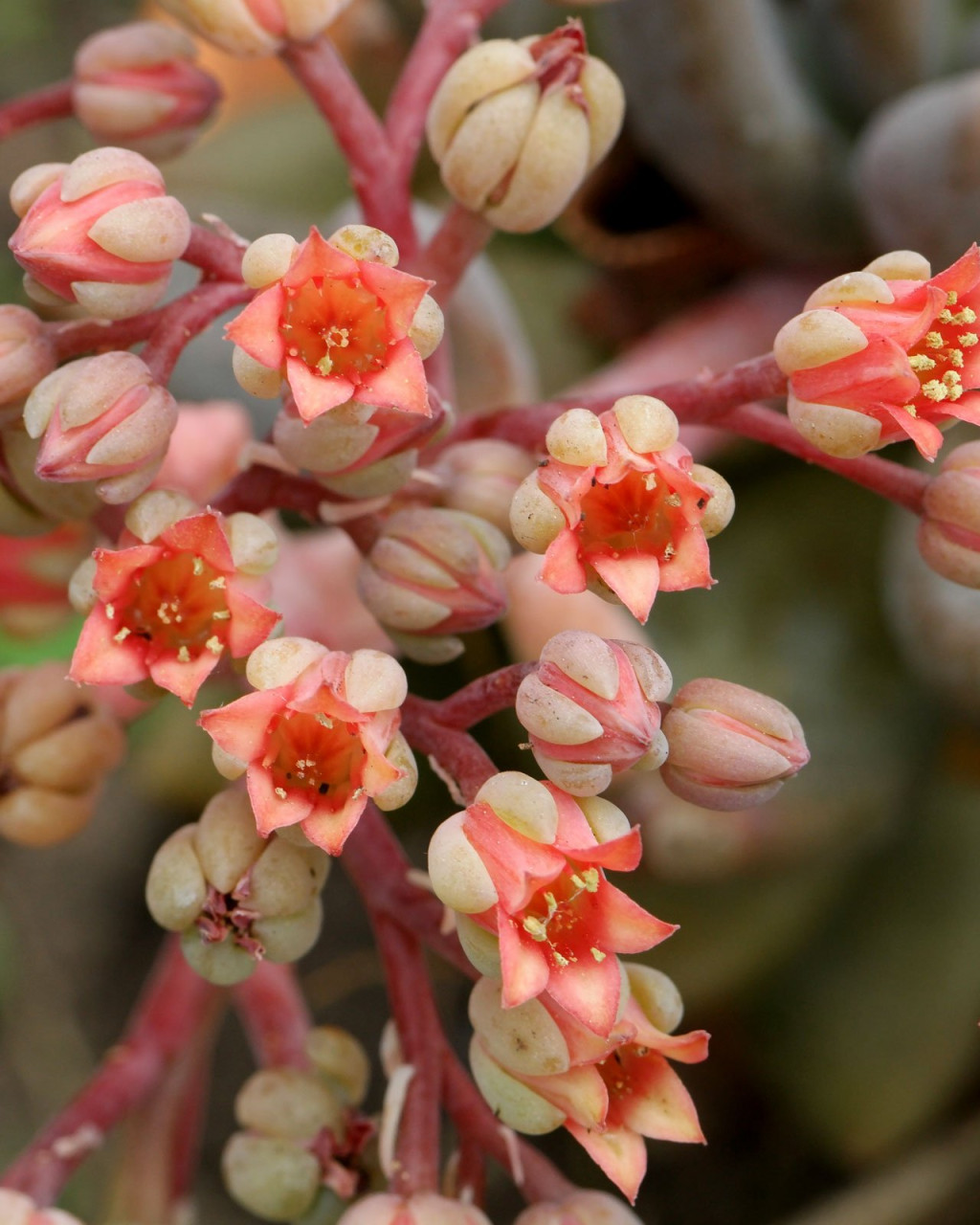 Pachyphytum kimnachii