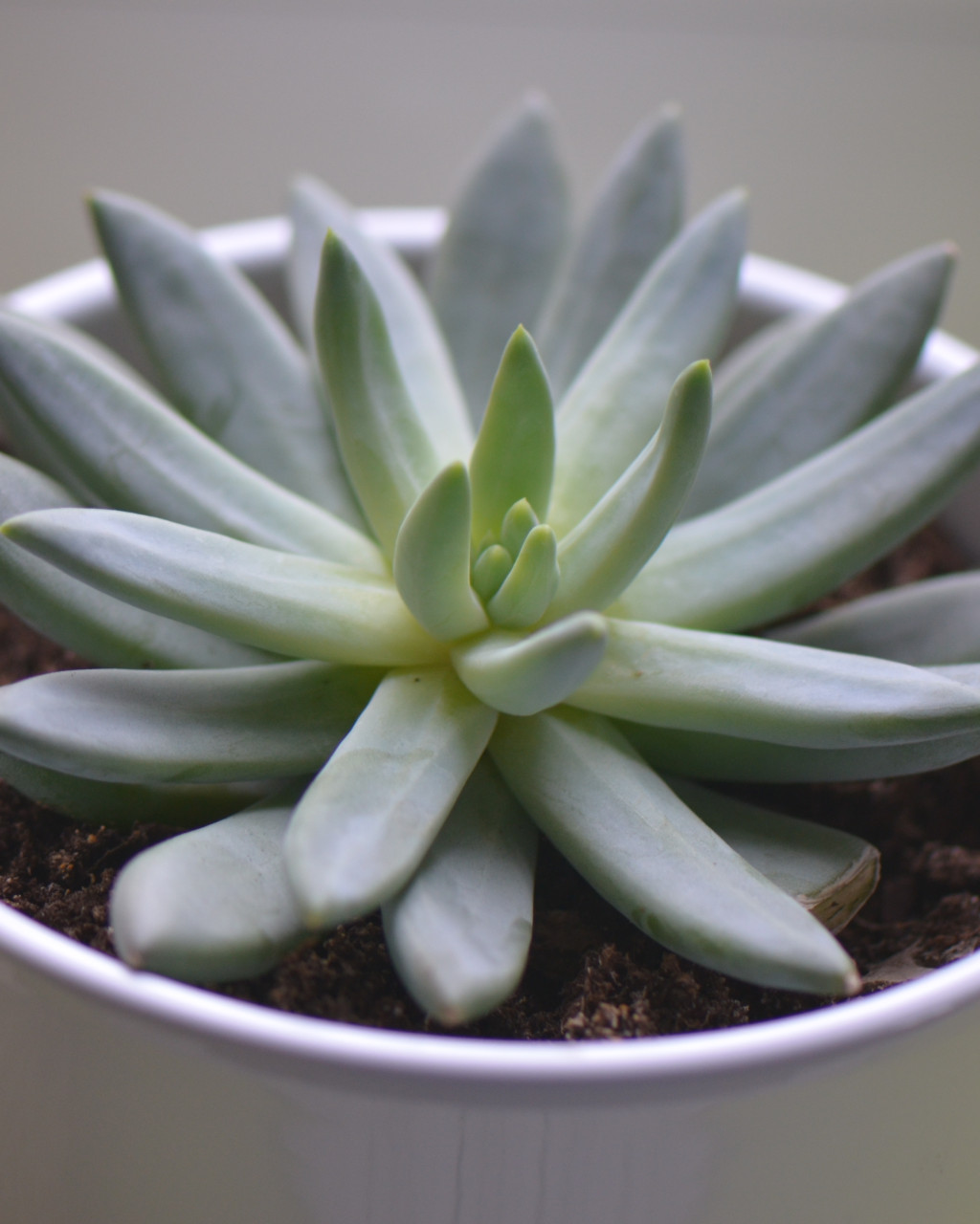 Pachyphytum longifolium