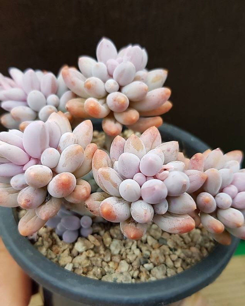 Pachyphytum machucae