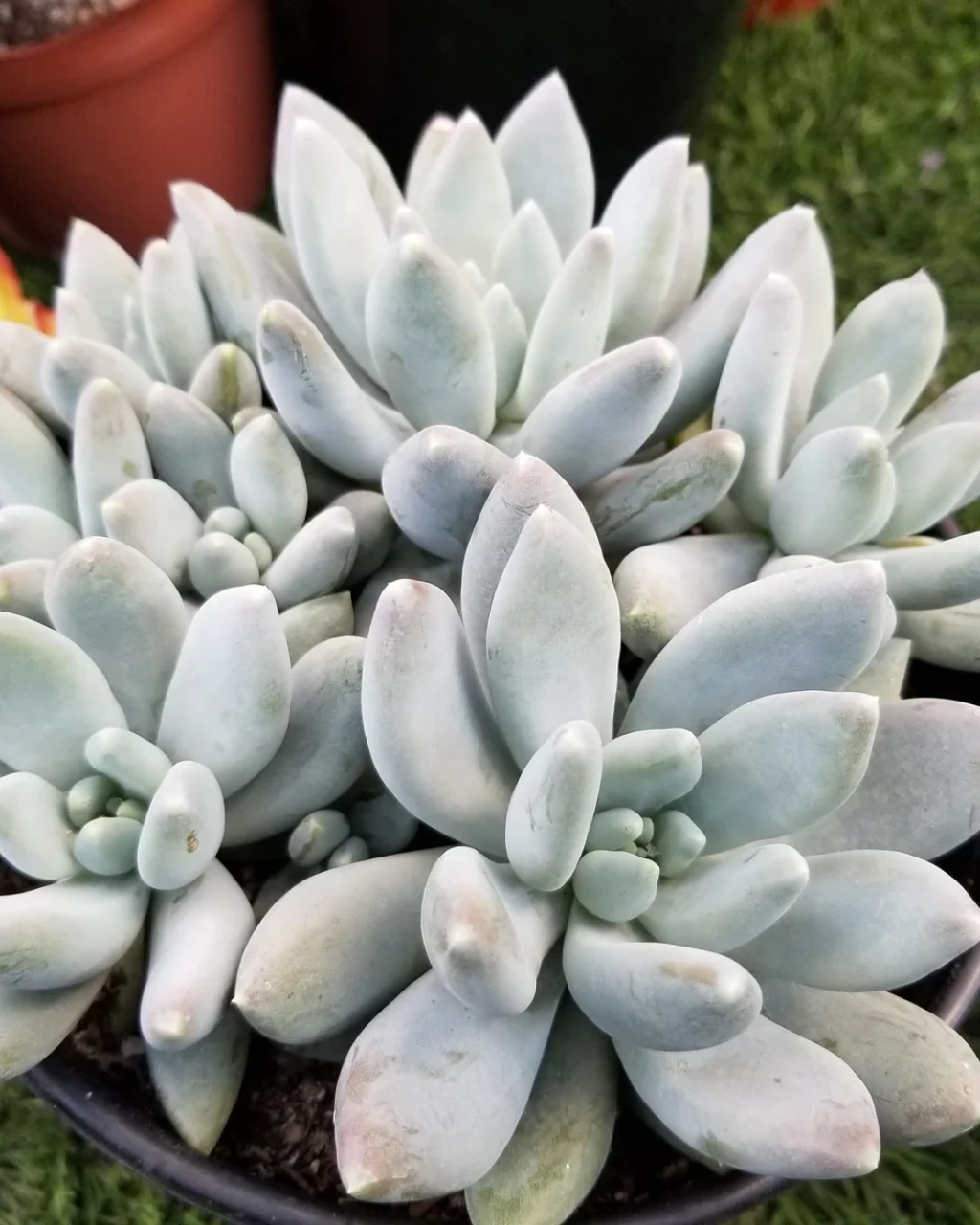 Pachyphytum 'Moonsilver'