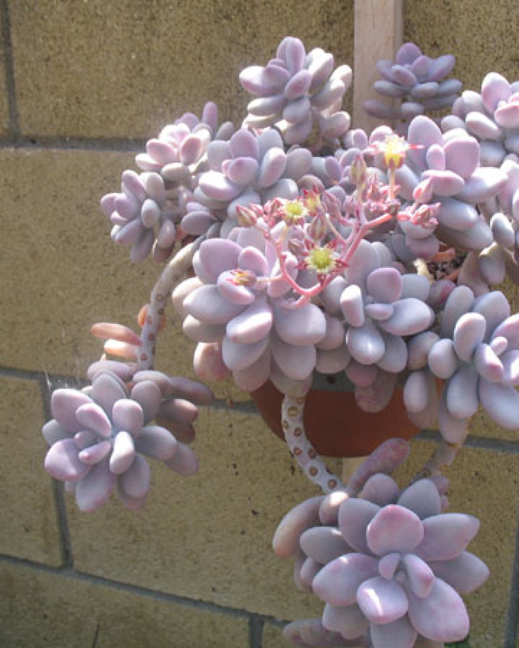 Pachyphytum Oviferum