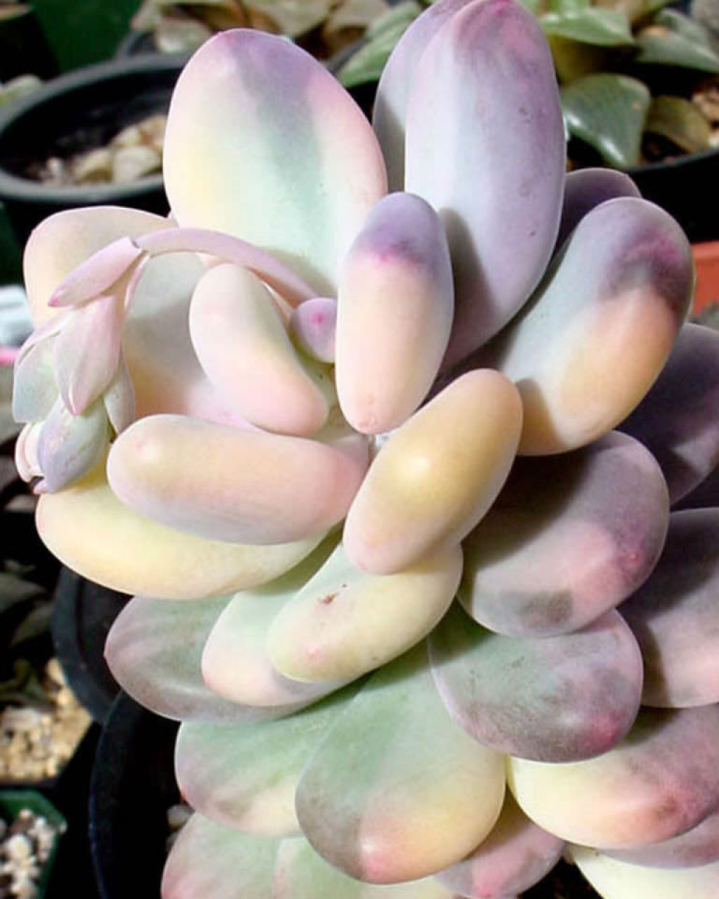 Pachyphytum oviferum 'Variegata'