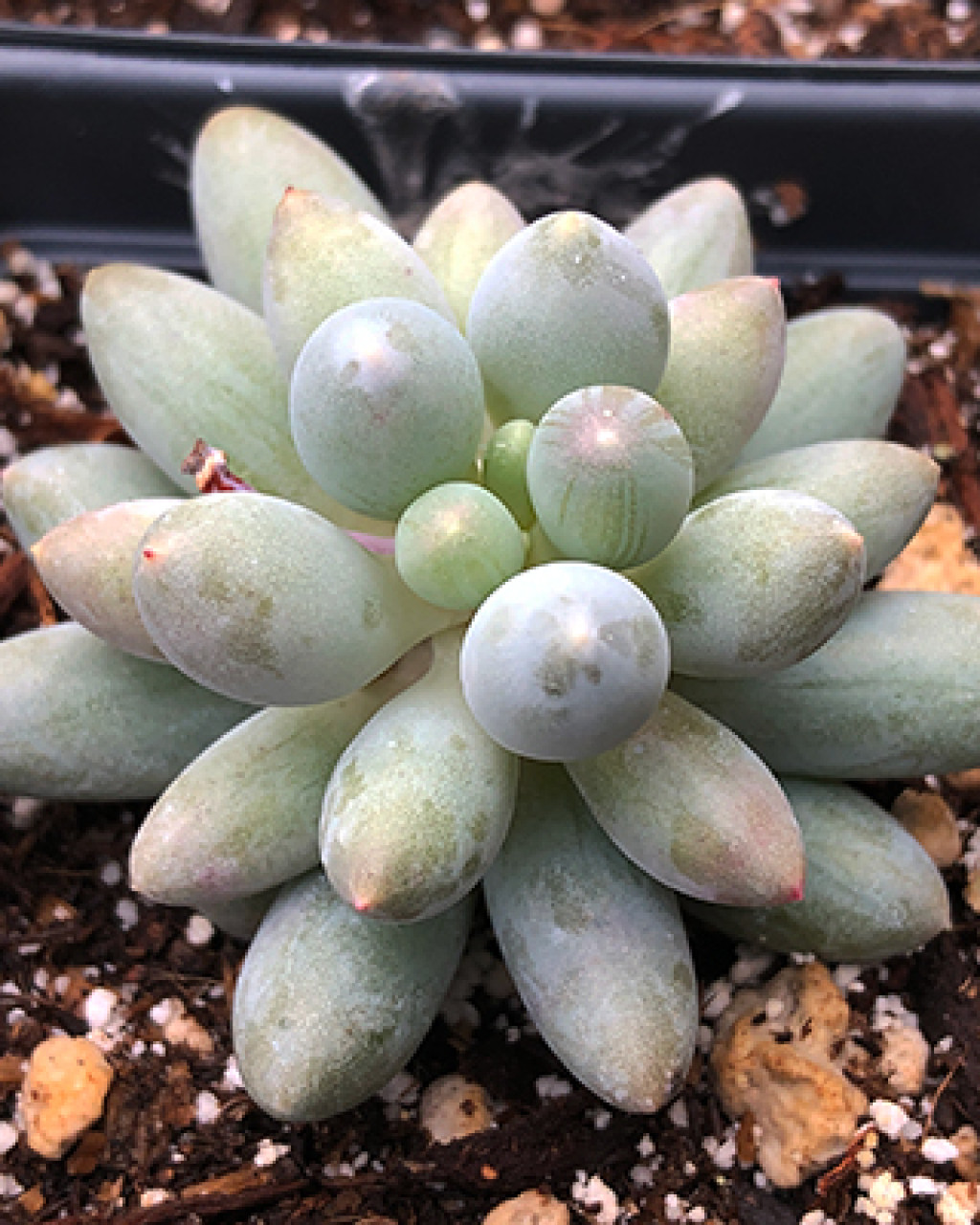 Pachyphytum rzedowskii