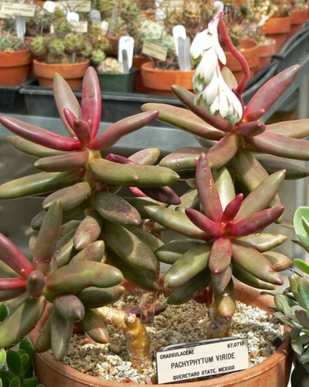 Pachyphytum viride