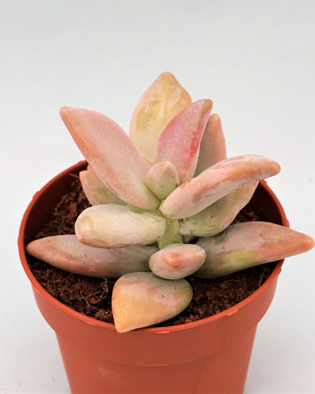 Pachyphytum werdermannii