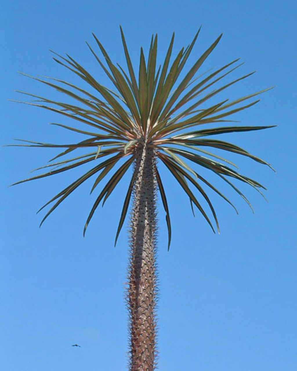 Pachypodium Geayi
