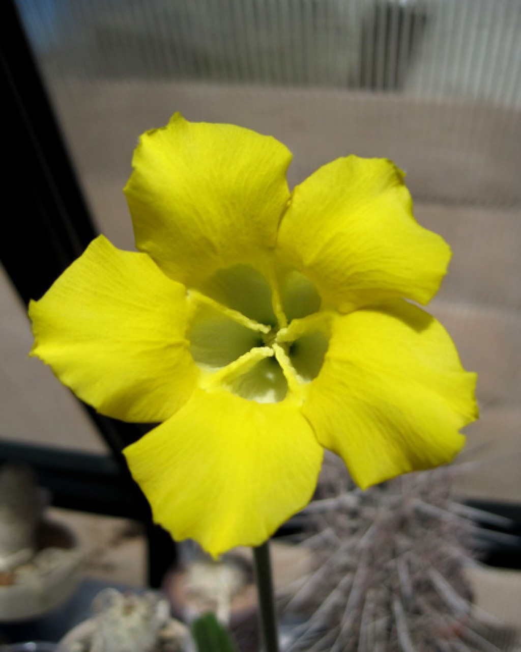 Pachypodium Horombense