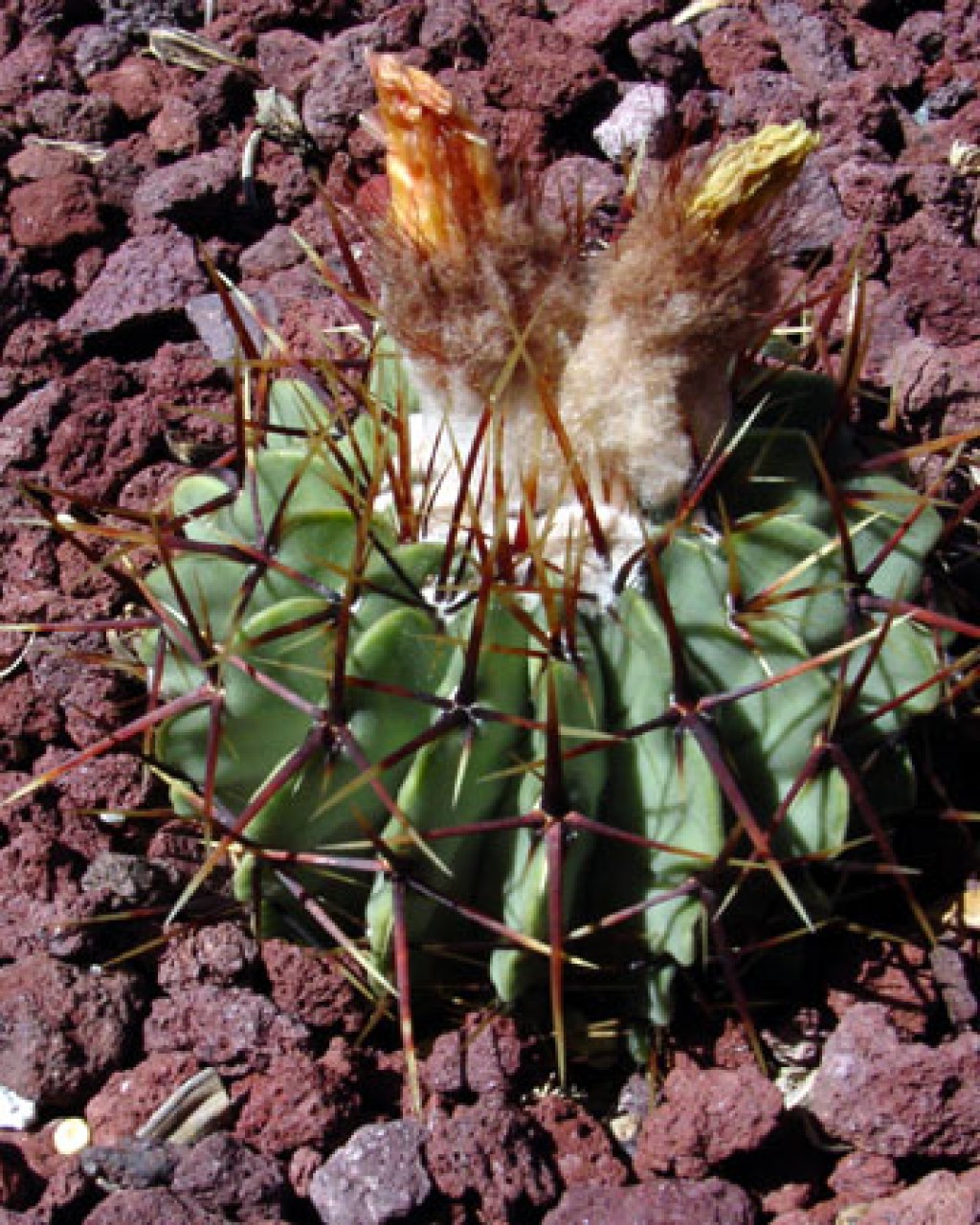 Parodia Buiningii