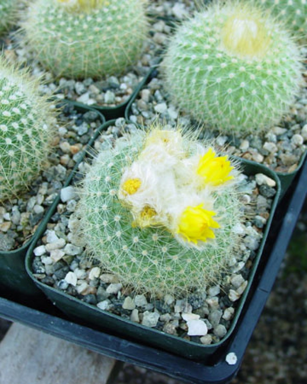 Parodia Chrysacanthion