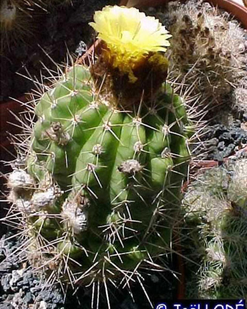 Parodia Columnaris
