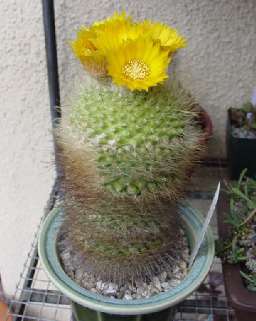 Parodia Curvispina