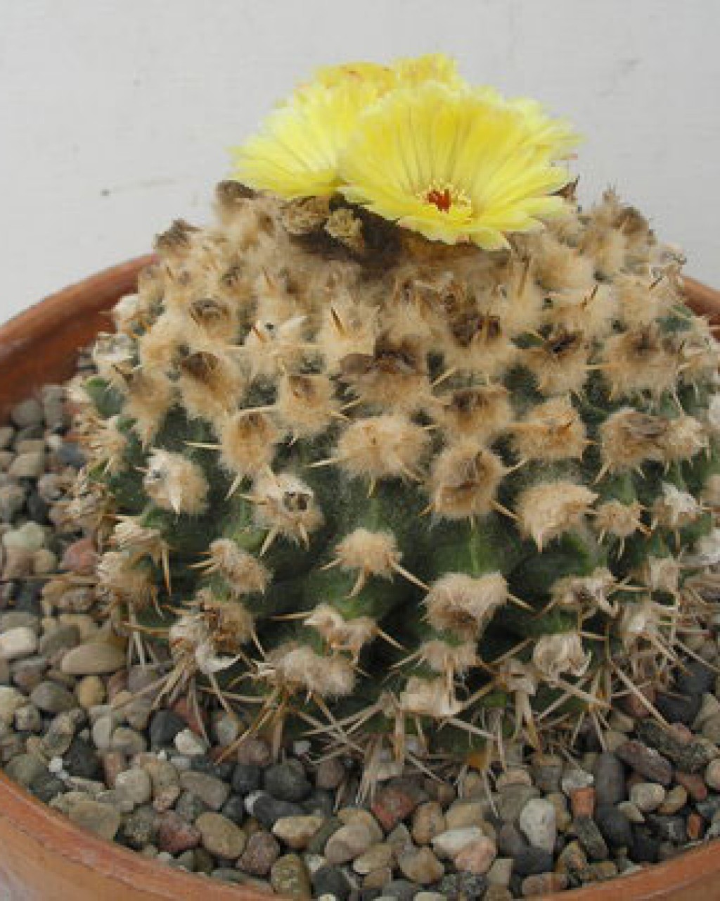 Parodia Erinacea