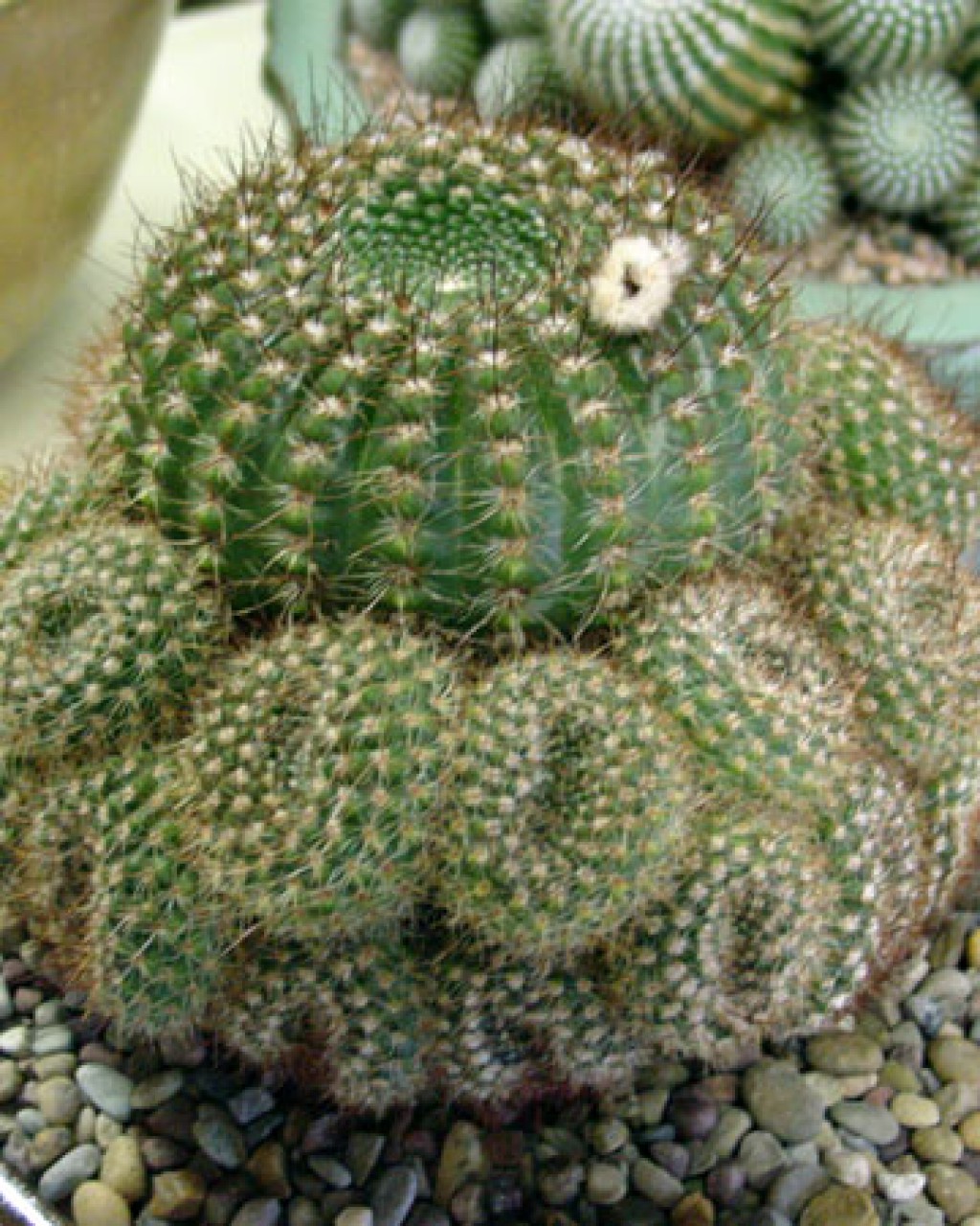 Parodia Erubescens