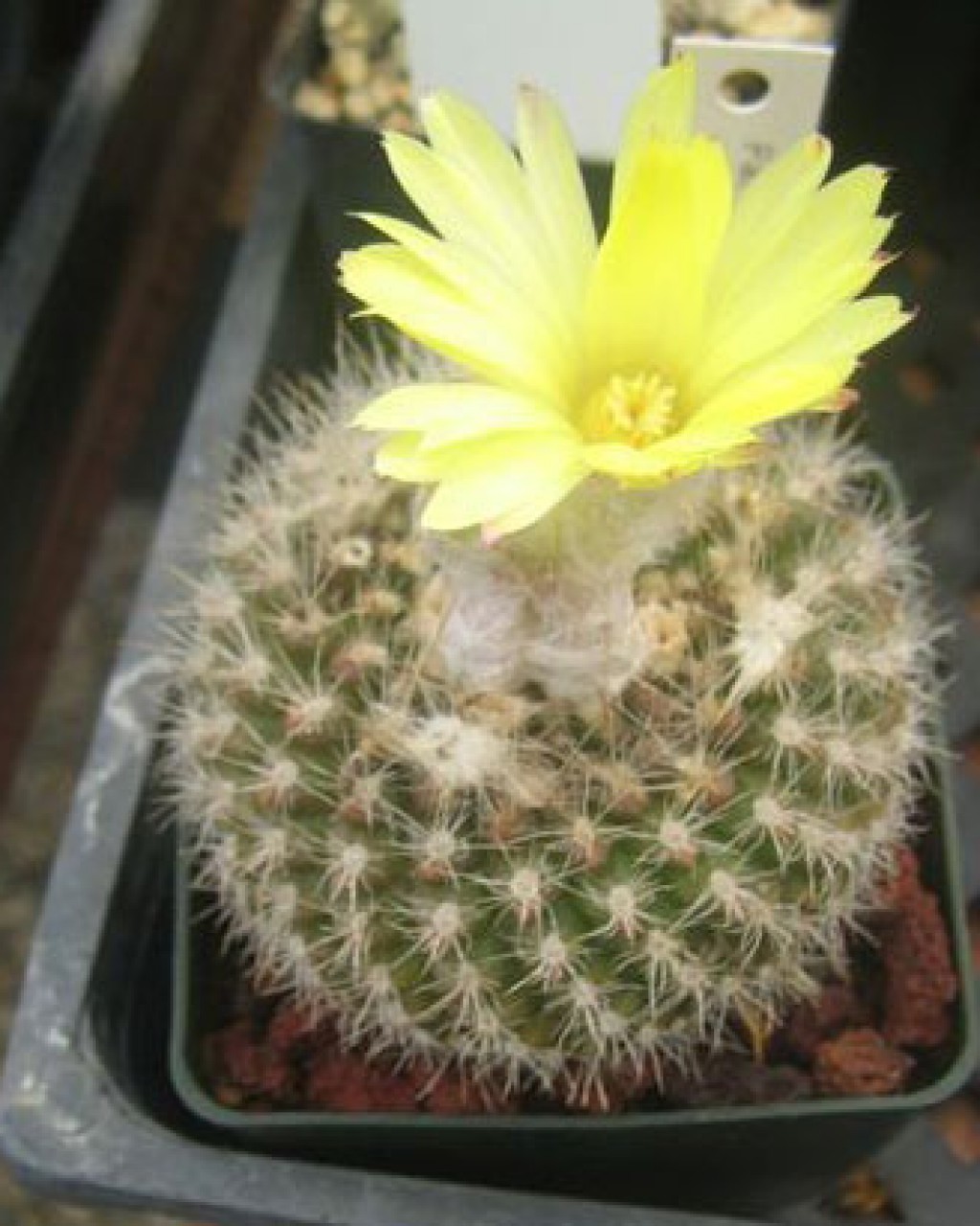 Parodia Formosa