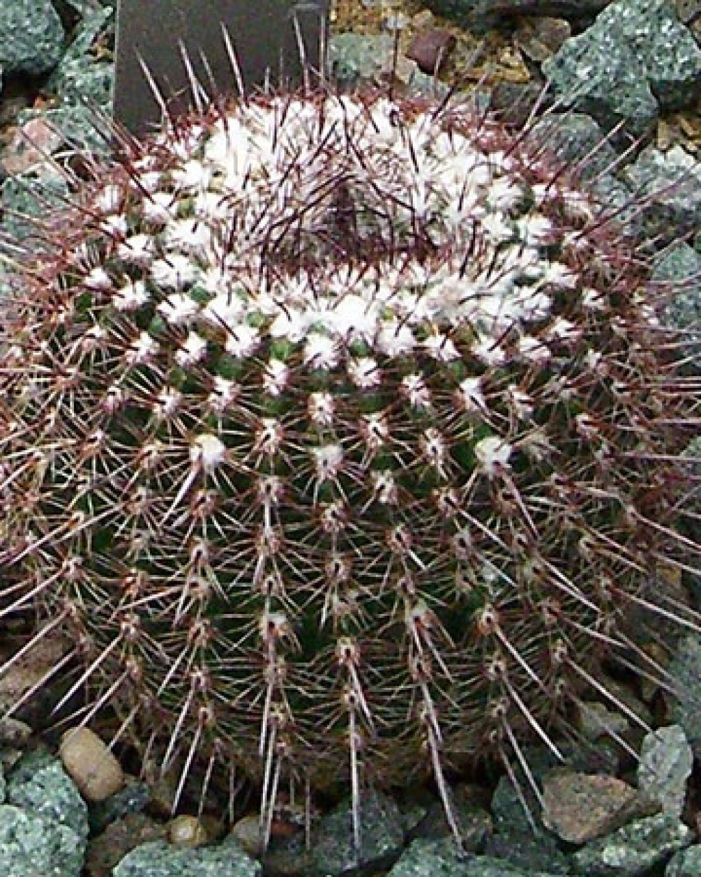 Parodia Fusca