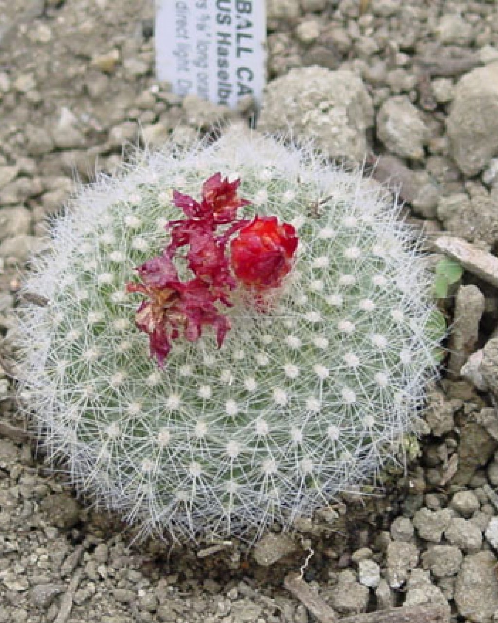 Parodia Haselbergii