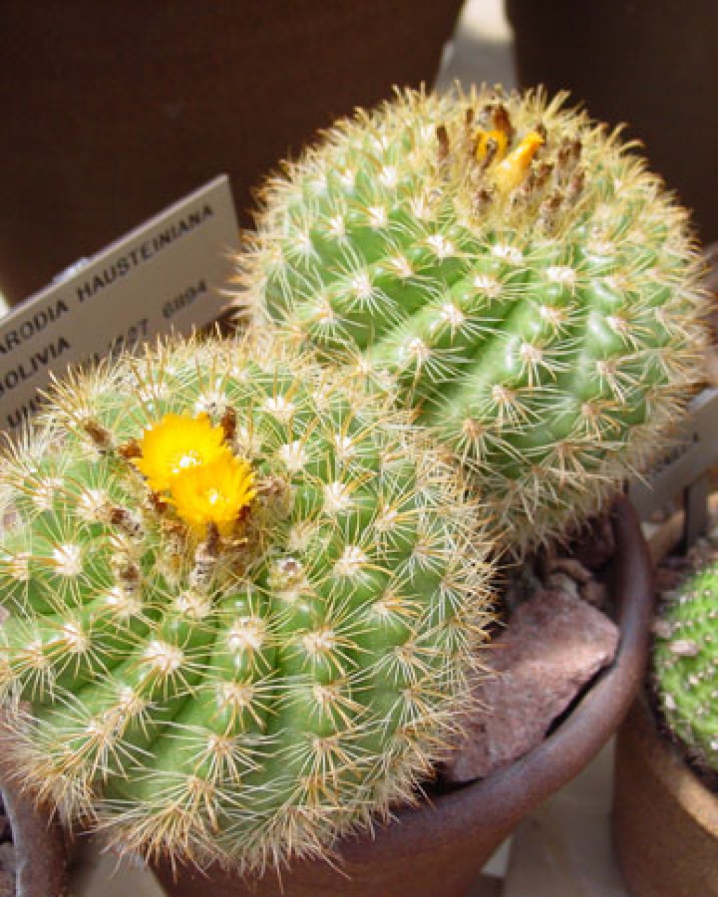Parodia Hausteiniana