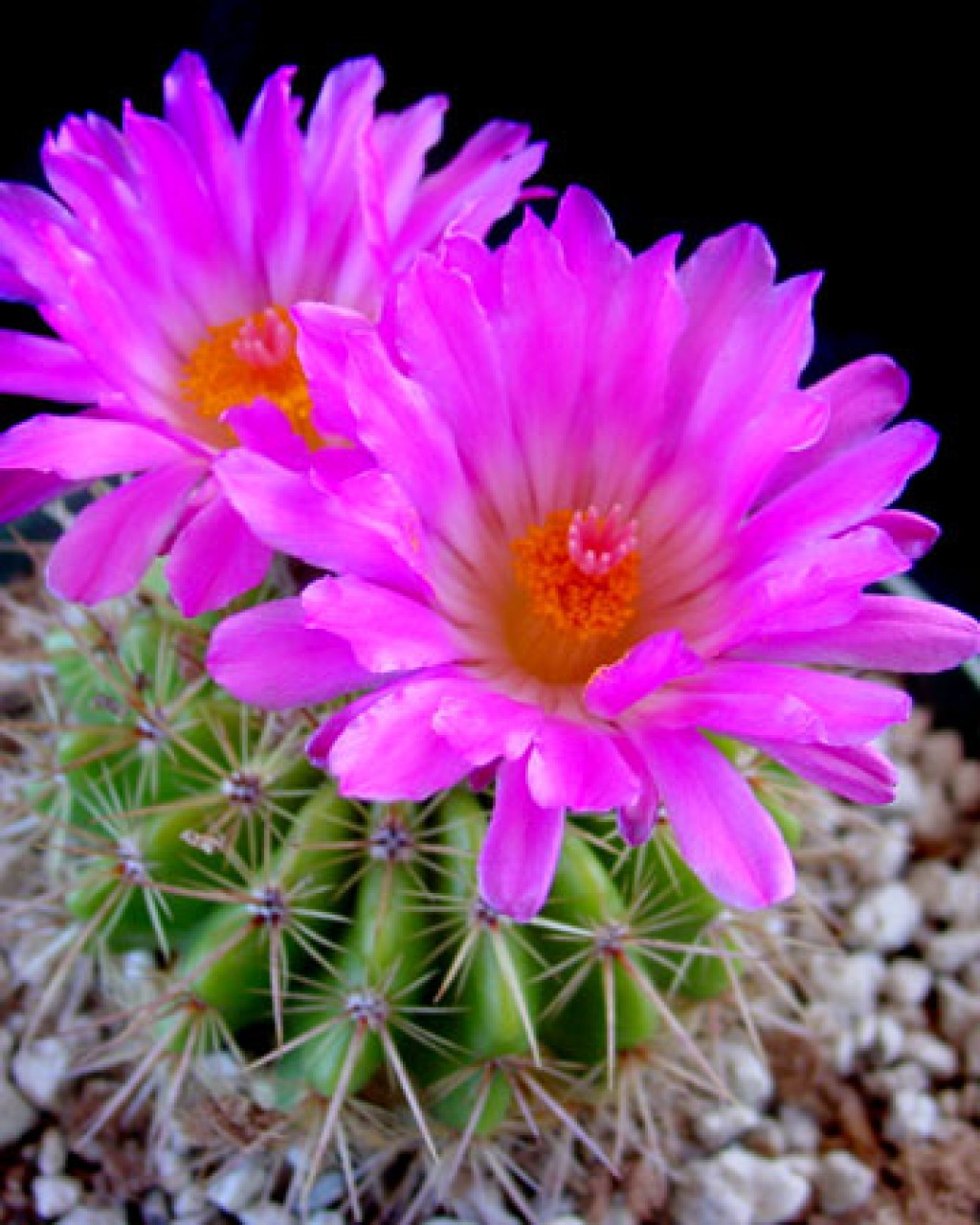 Parodia Herteri